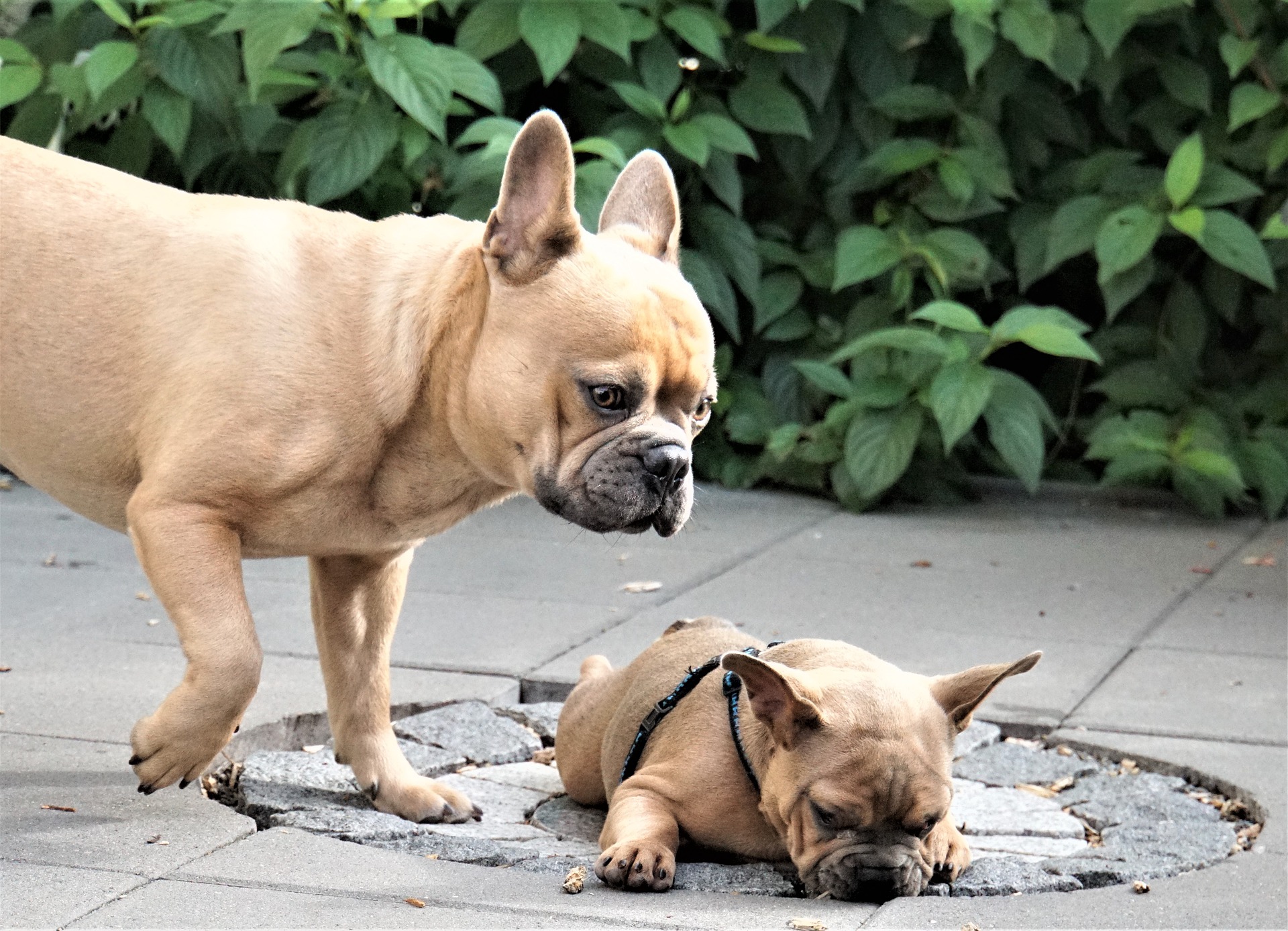 Bulldog francés. Foto: Pixabay